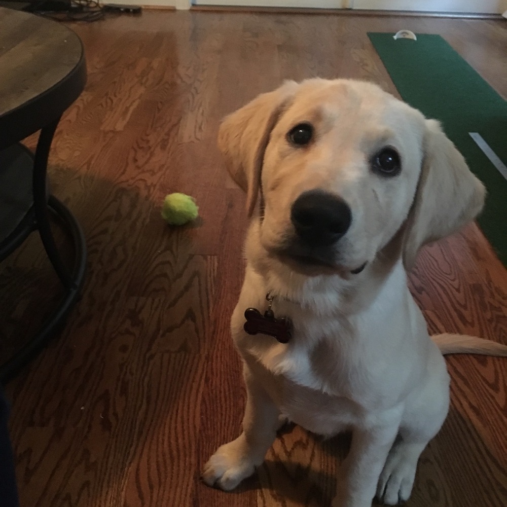 Meet your Posher, Elizabeth